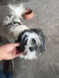 Denis