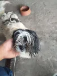 Denis