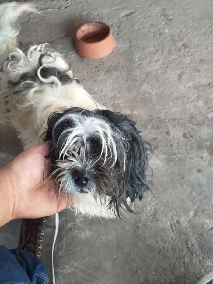 Cachorro raça Lhasa apso idade 1 ano nome Denis