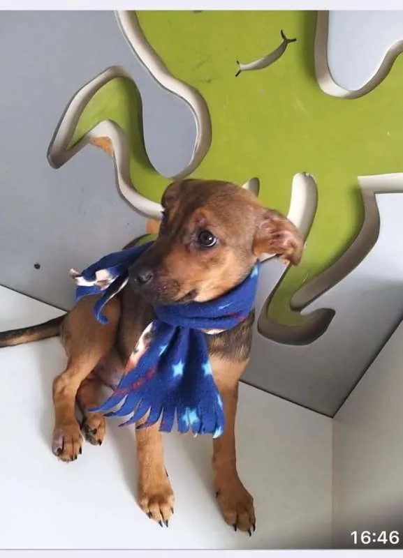 Cachorro ra a SRD idade 2 a 6 meses nome Ian