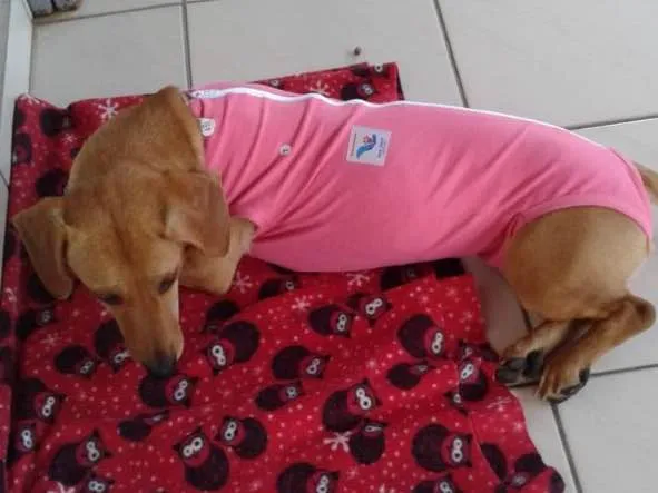 Cachorro ra a Sem raça definida idade 1 ano nome Luna