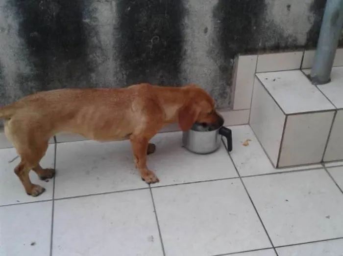 Cachorro ra a Sem raça definida idade 1 ano nome Luna