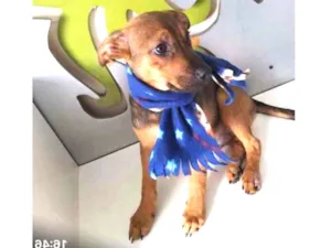 Cachorro raça SRD idade 2 a 6 meses nome Ian