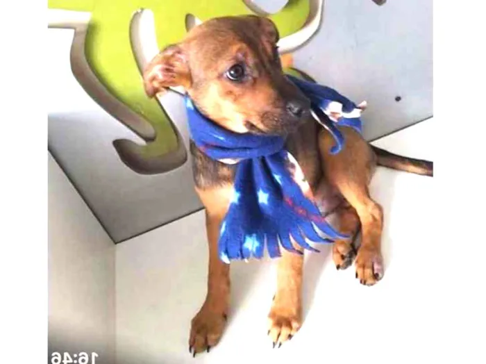 Cachorro ra a SRD idade 2 a 6 meses nome Ian