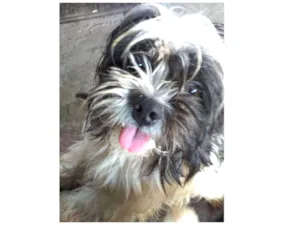 Cachorro raça Lhasa apso idade 1 ano nome Denis
