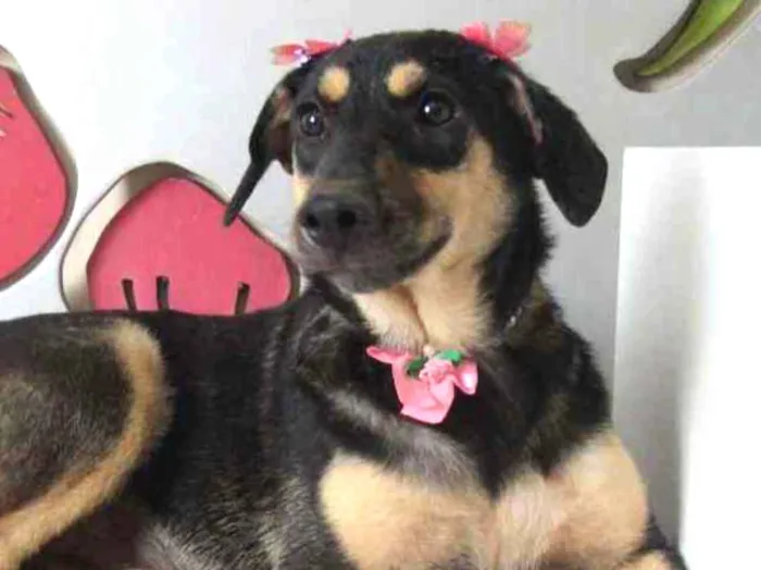 Cachorro ra a srd idade 7 a 11 meses nome Lita