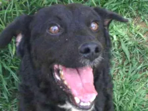 Cachorro raça Pequeno para médio idade 6 ou mais anos nome Snoopy