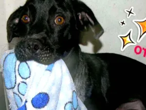 Cachorro raça SRD idade 2 anos nome ZORRO