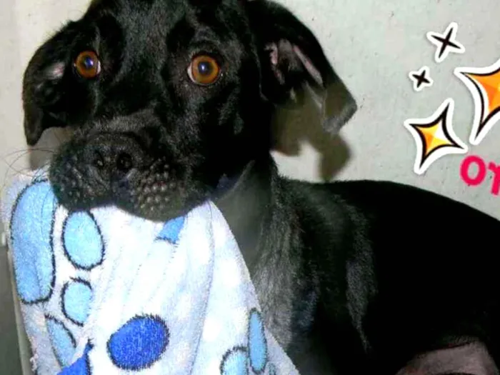 Cachorro ra a SRD idade 2 anos nome ZORRO