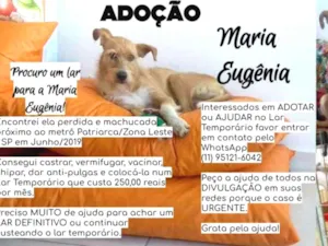 Cachorro raça Canina idade 2 anos nome Maria Eugênia