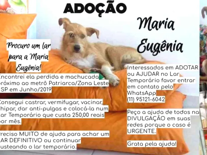 Cachorro ra a Canina idade 2 anos nome Maria Eugênia