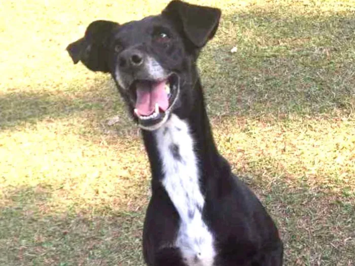 Cachorro ra a SRD idade 6 ou mais anos nome Milly