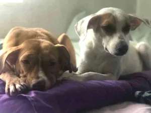 Cachorro raça SRD idade 4 anos nome Menina e Betina 
