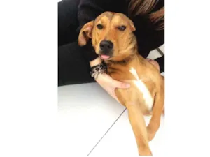 Cachorro raça Sem raça definida idade 7 a 11 meses nome Chica