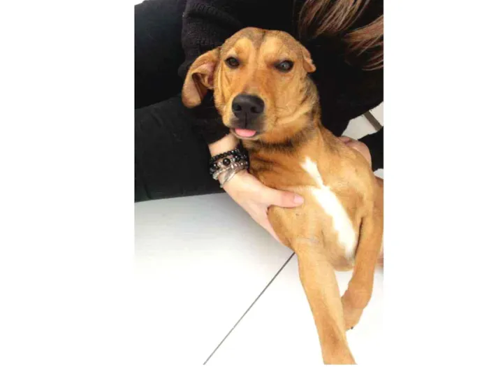 Cachorro ra a Sem raça definida idade 7 a 11 meses nome Chica