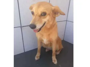 Cachorro raça Sem raça definida idade 2 anos nome Cotoco