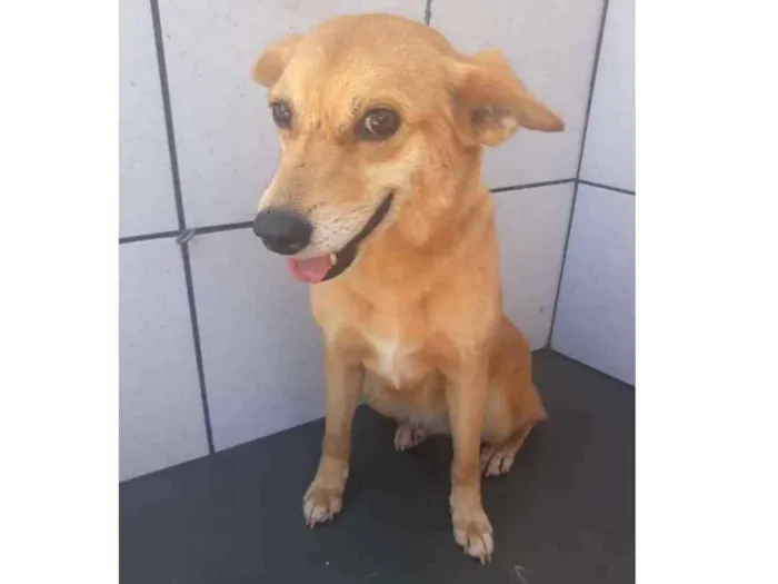 Cachorro ra a Sem raça definida idade 2 anos nome Cotoco
