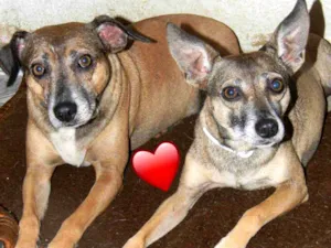 Cachorro raça SRD idade 6 ou mais anos nome LILA E LUCA