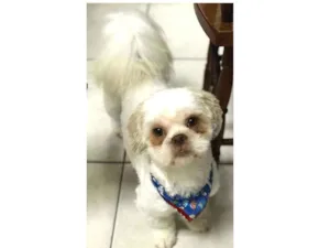 Cachorro raça Shihtzu idade 3 anos nome Mário
