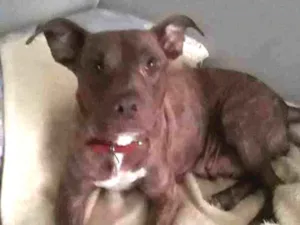 Cachorro raça Pitbull idade 3 anos nome Channel