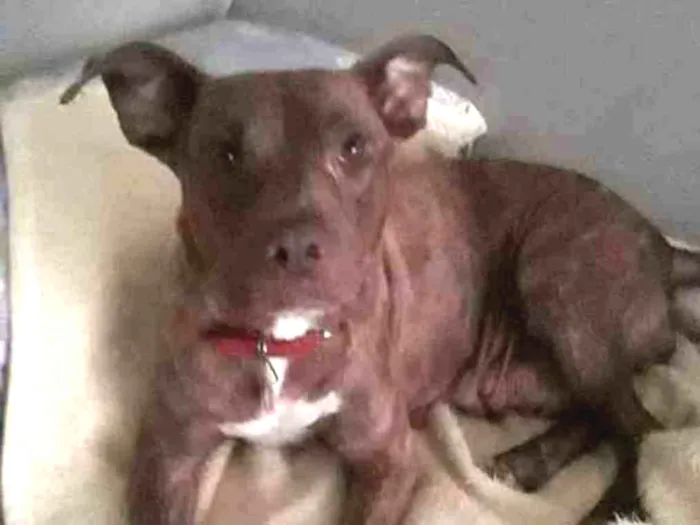 Cachorro ra a Pitbull idade 3 anos nome Channel