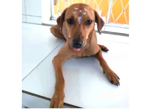 Cachorro raça Canina idade 7 a 11 meses nome CHIQUINHA