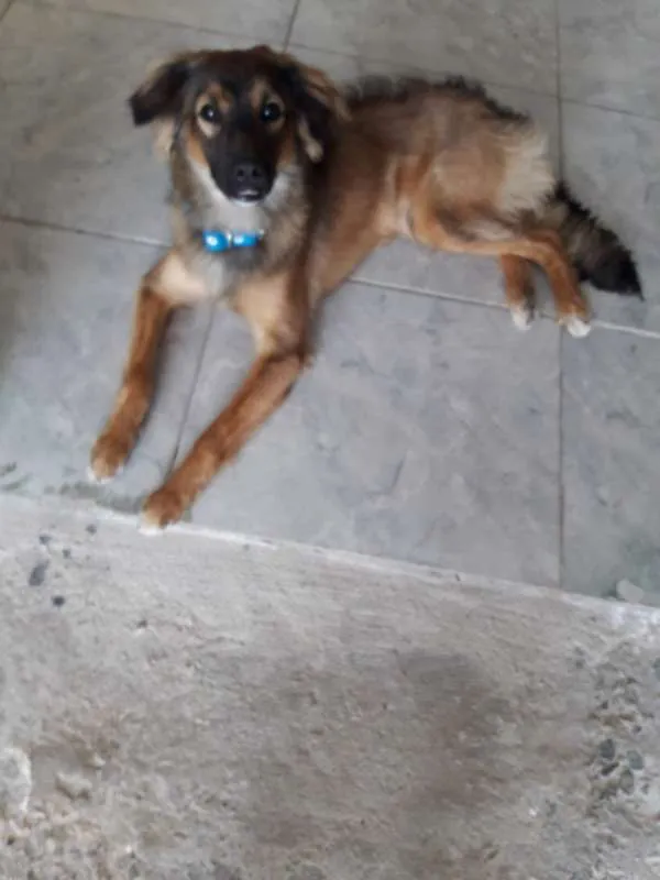 Cachorro ra a Vira lata idade 7 a 11 meses nome Tom