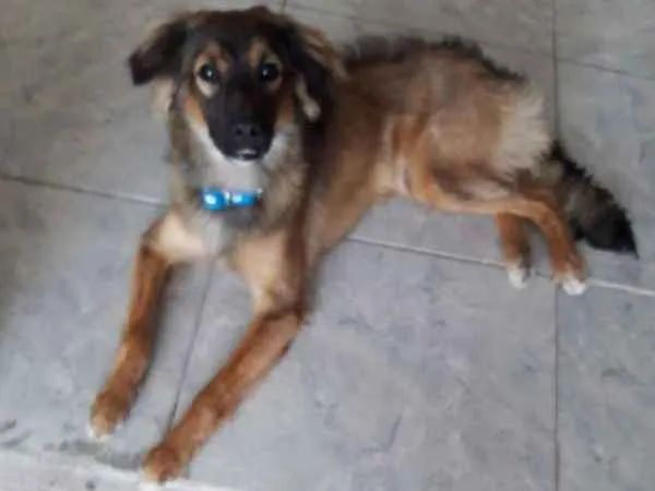 Cachorro ra a Vira lata idade 7 a 11 meses nome Tom