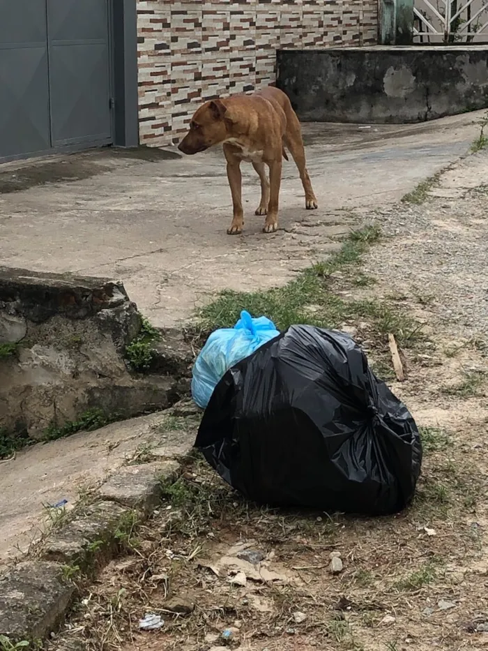 Cachorro ra a Pitbull  idade 2 anos nome Não sei