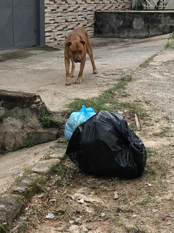 Cachorro ra a Pitbull  idade 2 anos nome Não sei
