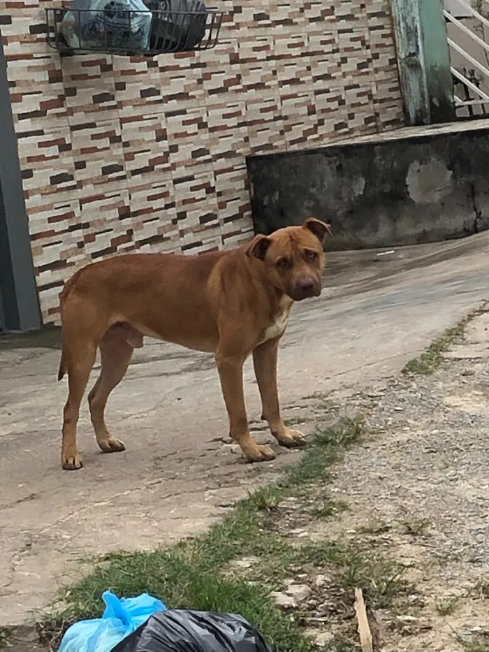 Cachorro ra a Pitbull  idade 2 anos nome Não sei