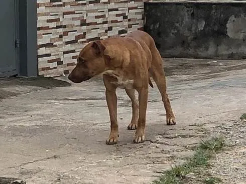 Cachorro ra a Pitbull  idade 2 anos nome Não sei