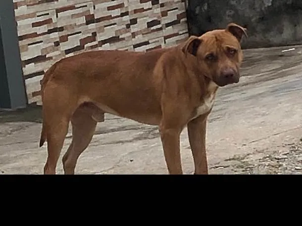Cachorro ra a Pitbull  idade 2 anos nome Não sei
