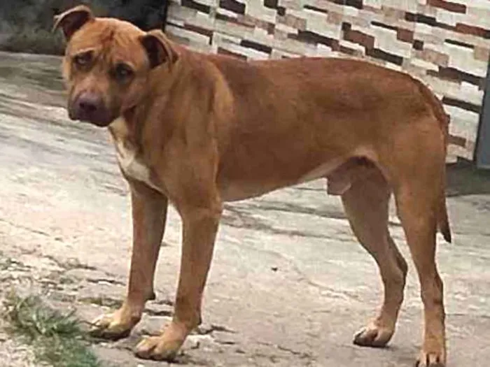 Cachorro ra a Pitbull  idade 2 anos nome Não sei