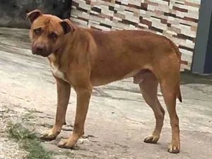 Cachorro raça Pitbull  idade 2 anos nome Não sei