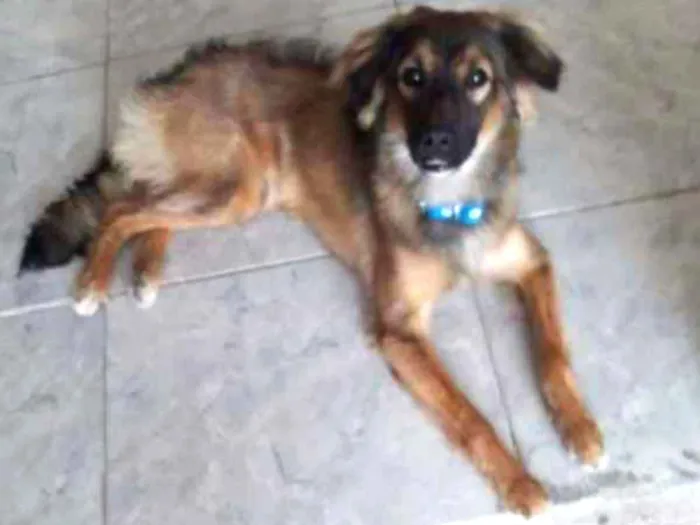 Cachorro ra a Vira lata idade 7 a 11 meses nome Tom