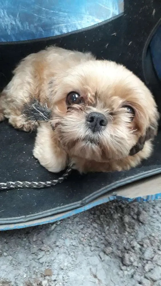 Cachorro raça  idade 1 ano nome Não sei