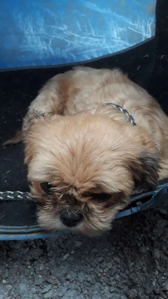 Cachorro raça  idade 1 ano nome Não sei