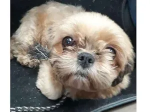 Cachorro raça  idade 1 ano nome Não sei