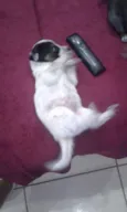 Filhotes para adoção