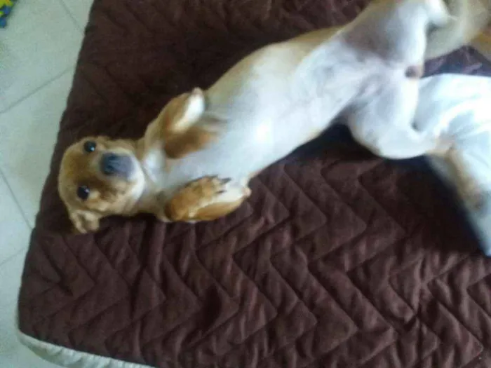 Cachorro ra a Viralata idade 7 a 11 meses nome Kyara