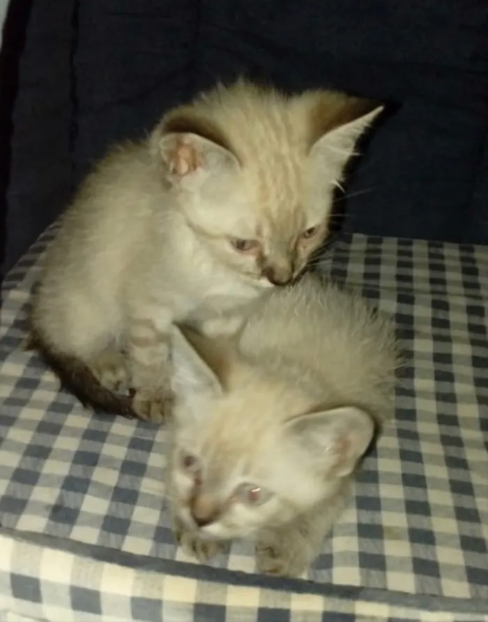 Gato ra a Siameses  idade Abaixo de 2 meses nome Dudu e Gugu