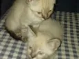 Dudu e Gugu