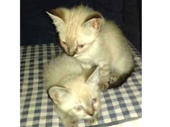 Gato ra a Siameses  idade Abaixo de 2 meses nome Dudu e Gugu
