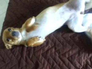 Cachorro raça Viralata idade 7 a 11 meses nome Kyara