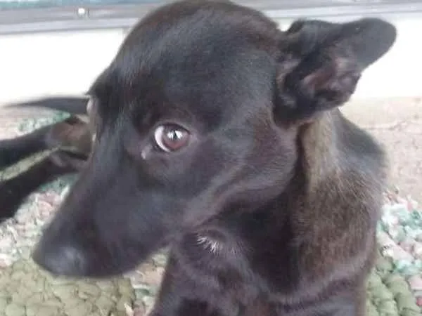 Cachorro ra a Indefinida idade 1 ano nome Sem nome