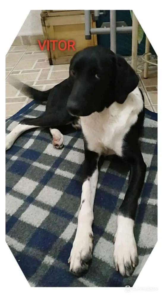 Cachorro ra a Srd idade 1 ano nome Vitor 