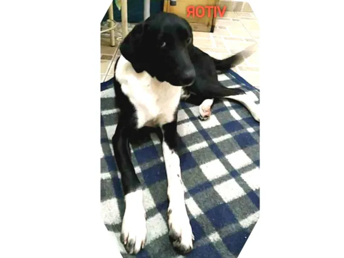 Cachorro ra a Srd idade 1 ano nome Vitor 