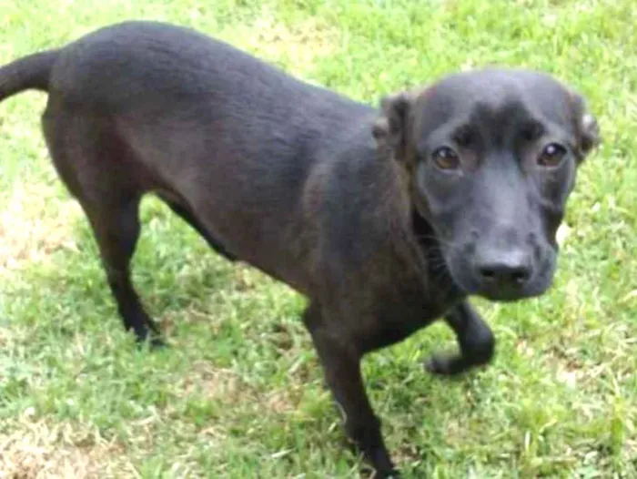 Cachorro ra a Indefinida idade 1 ano nome Sem nome