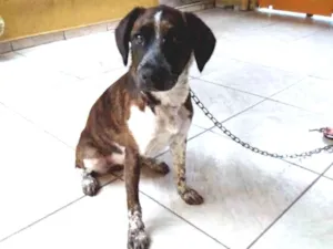 Cachorro raça SRD idade 7 a 11 meses nome Madonna